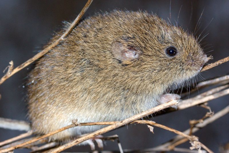 Vermin Removal