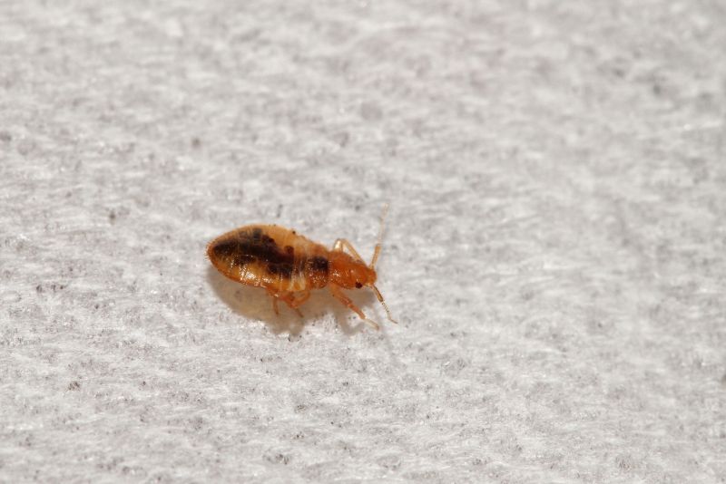 Why Professional Bug And Insect Pest Control Is Important