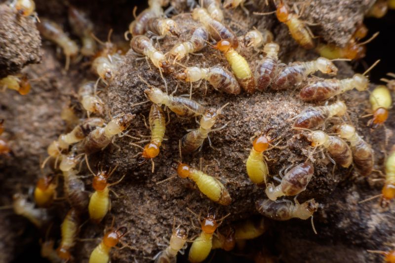 Winged Termite Extermination