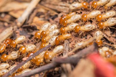 Winged Termite Extermination